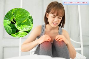 Chữa đau nhức xương khớp bằng Lá Lốt theo y học cổ truyền