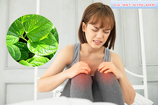 Chữa đau nhức xương khớp bằng Lá Lốt theo y học cổ truyền