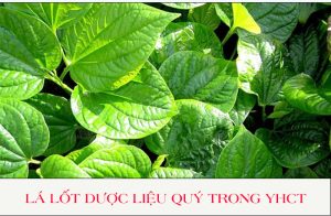 Lá lốt dược liệu tốt cho sức khỏe trong bữa ăn hàng ngày